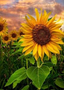 girasol 1