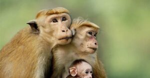 el-reino-de-los-monos