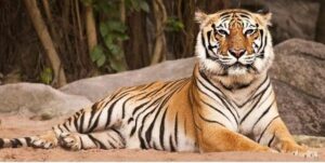 tigre 2