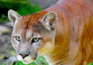 PUMA-PUMA-CONCOLOR