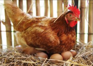 gallina