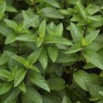 La menta: una aliada natural para la salud y el bienestar