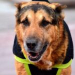 Argentina: San Luis homenajeó a Cabezón y proponen que el Hospital Veterinario Municipal lleve su nombre