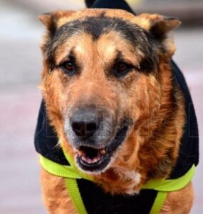 Perro llamado Cabezon